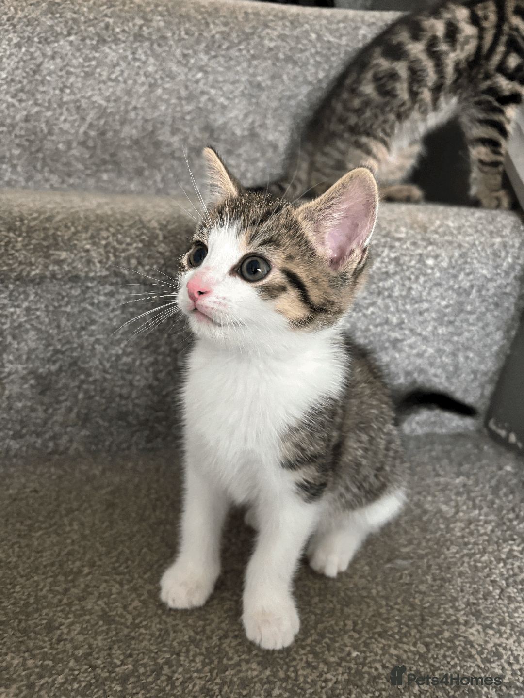 Mixed Breed cats for sale: Gorgeous, cheeky kittens. 3 boys, 1 girl - Image 3