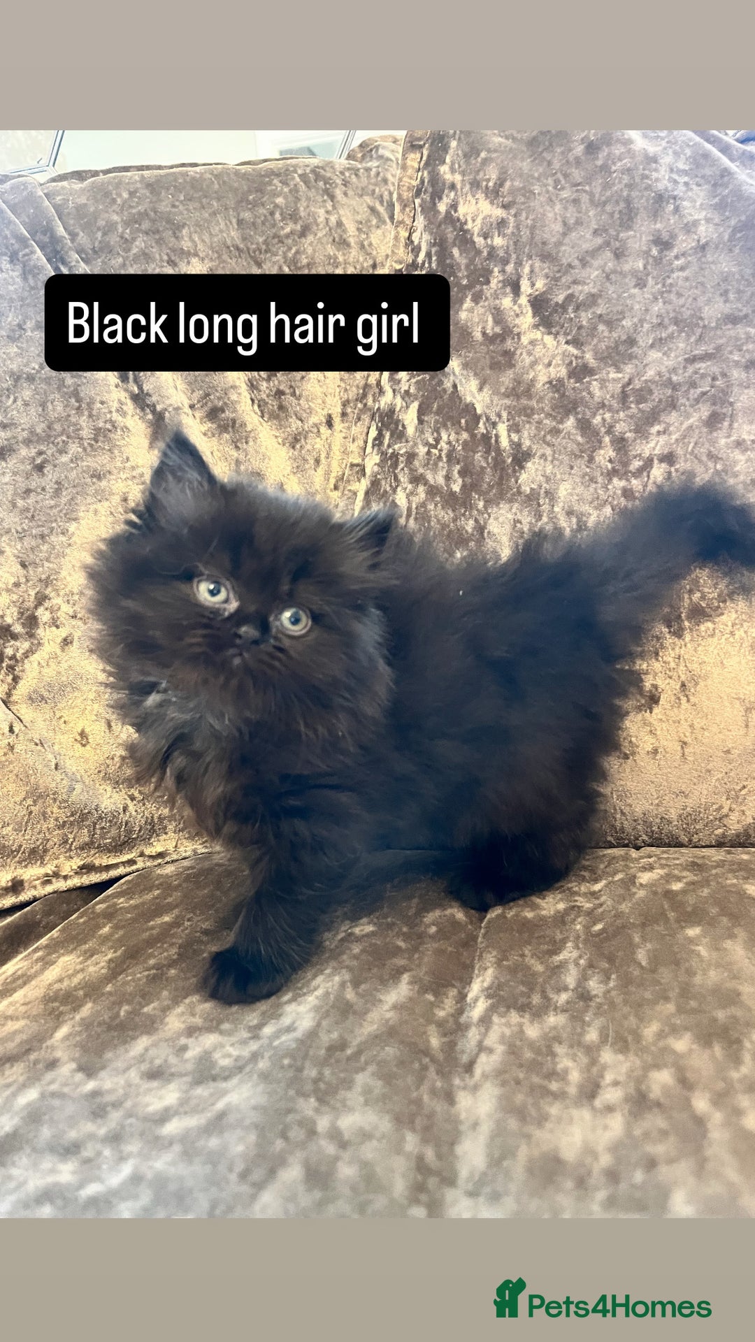 British Shorthair cats for sale: Gccf full British short hair  - Image 3