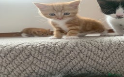 Mixed Breed cats for sale: 5 cute kittens for sale  - Image 13