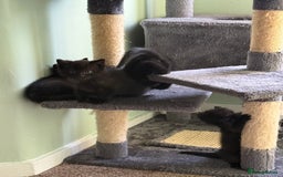 British Shorthair cats for sale: Black Kittens - Image 3