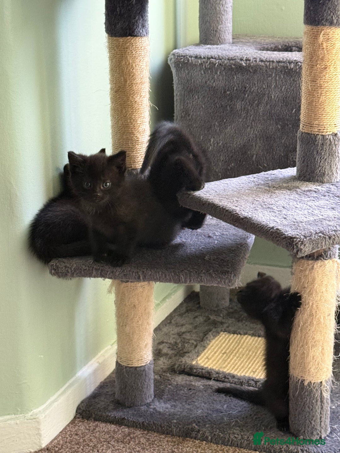 British Shorthair cats for sale: Black Kittens - Image 3