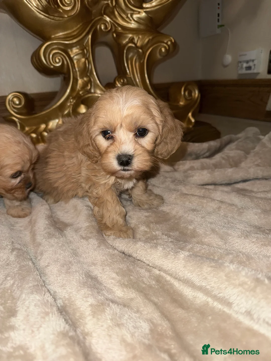 Cavapoo dogs for sale: F1 Cavapoos  - Advert 3