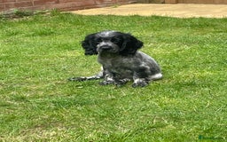 Cocker Spaniel dogs for sale: BEAUTIFUL COCKER SPANIEL PUPPIES - Image 2