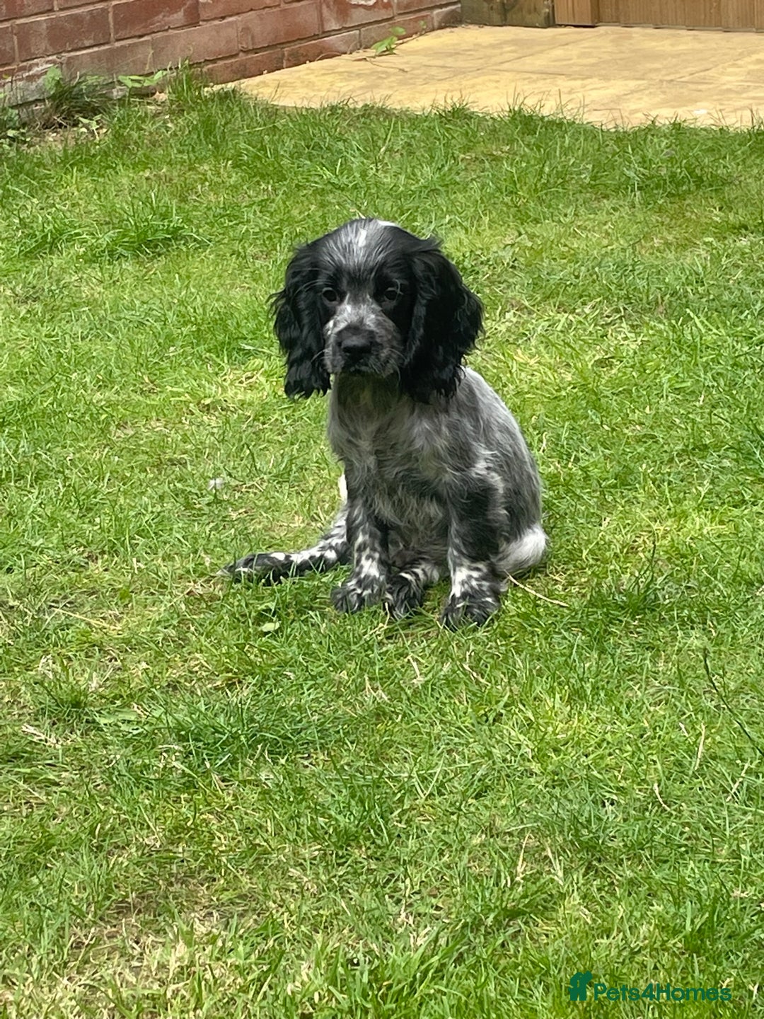 Cocker Spaniel dogs for sale: BEAUTIFUL COCKER SPANIEL PUPPIES - Image 2