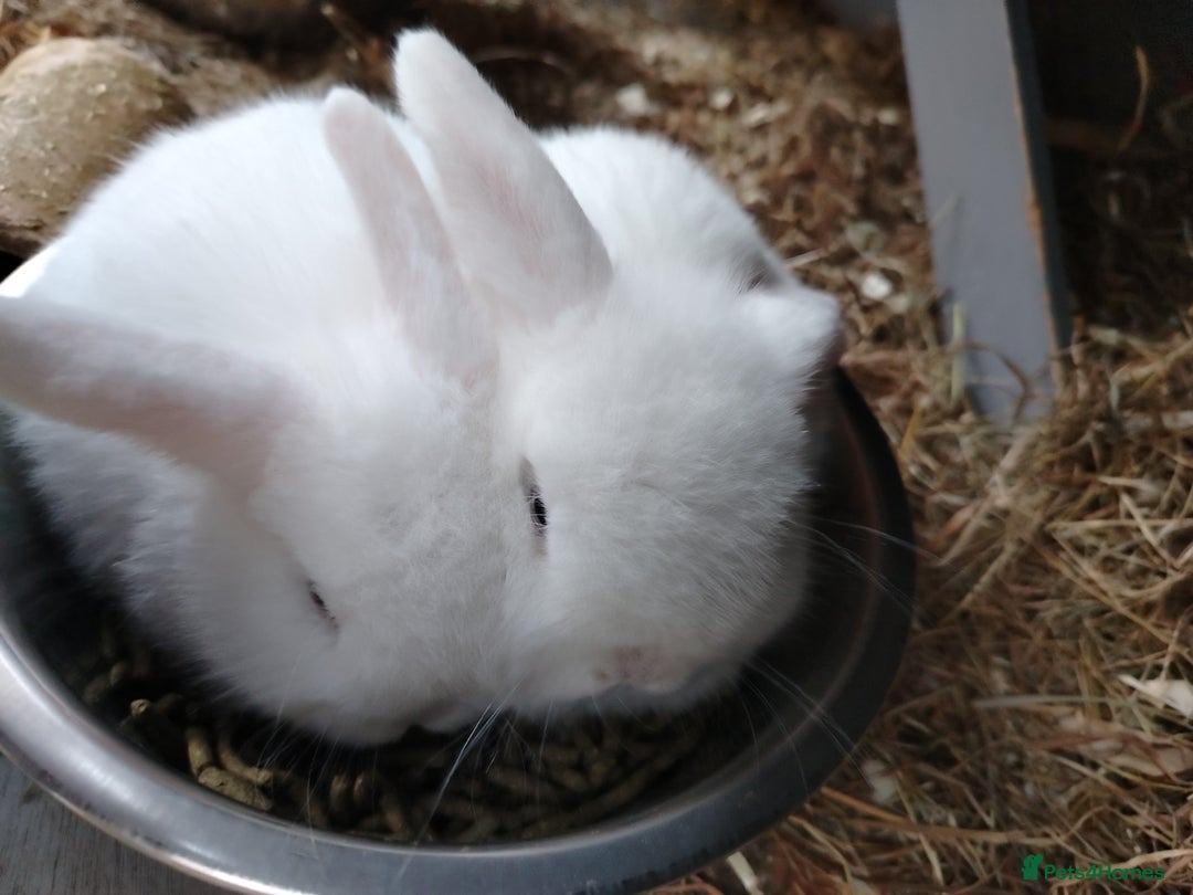 Mini Lop rabbits for sale: Blue eyed white mini lops - Advert 6