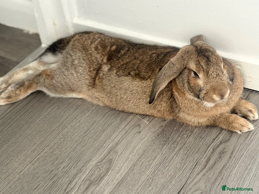 Mixed Breed rabbits for sale: Bunnie for re-homing   in Margate - Advert 6
