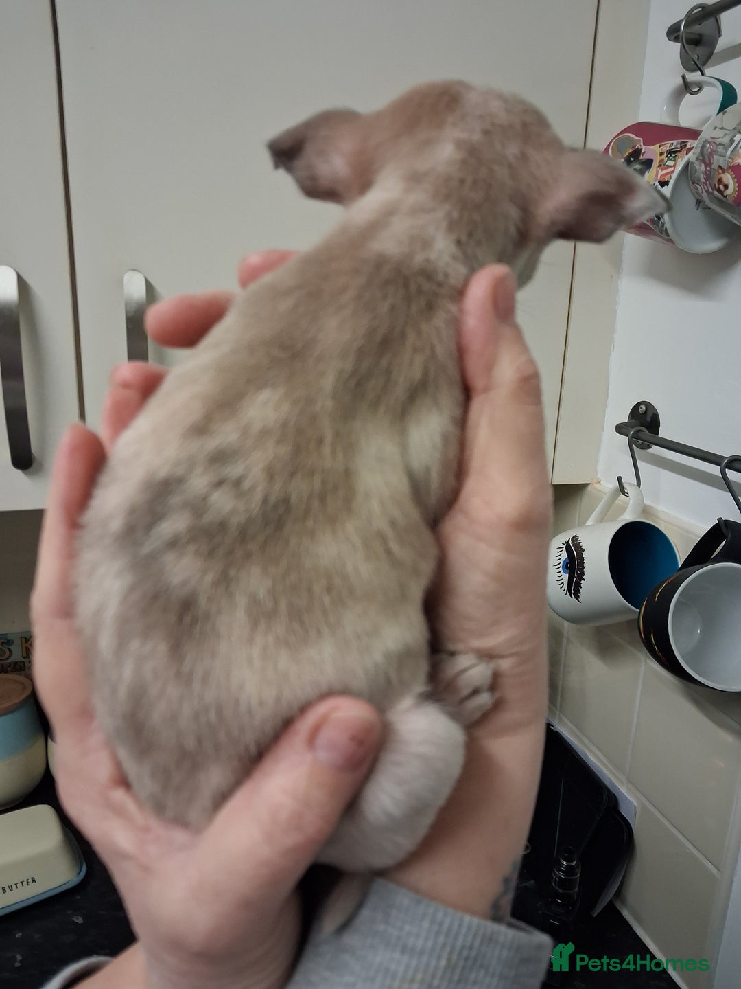 Chihuahua dogs for sale: Stunning merle - Advert 10