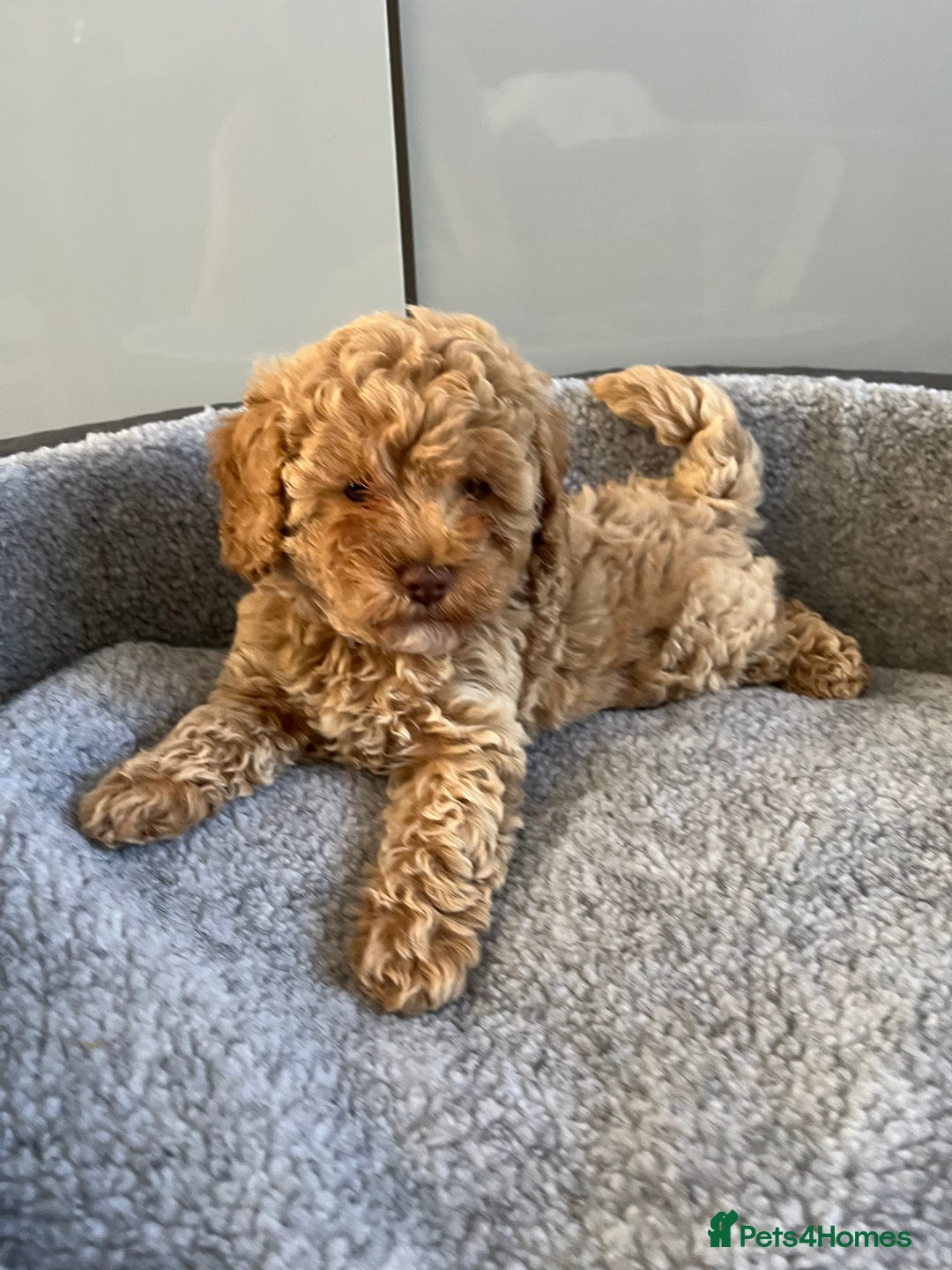 Cavapoo dogs for sale: Stunning F1bb Cavapoo puppies  - Image 13