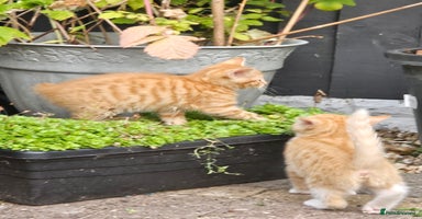 Mixed Breed cats - Advert 2