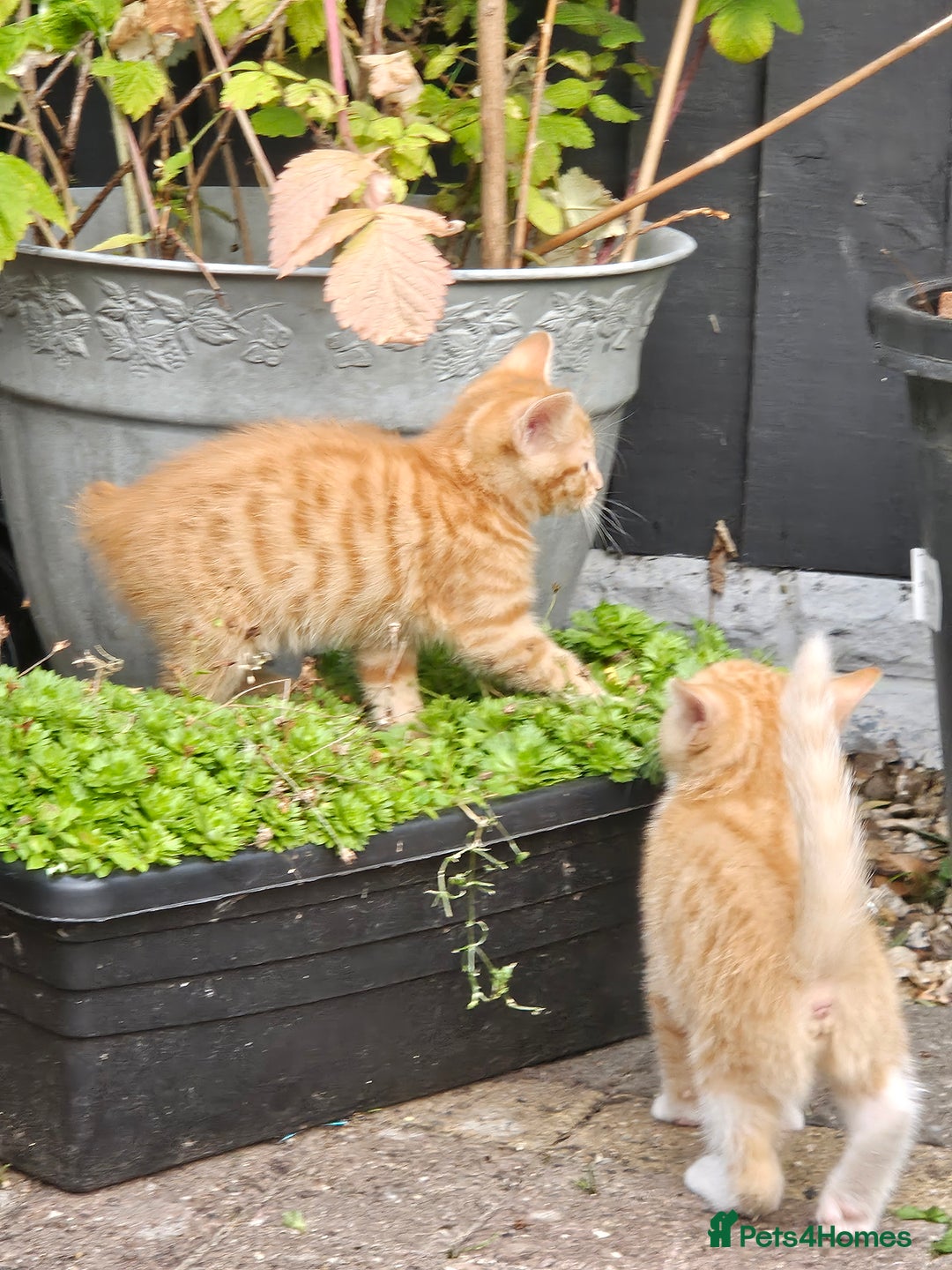 Mixed Breed cats for sale: 3 lovely and playful kittens  - Image 3