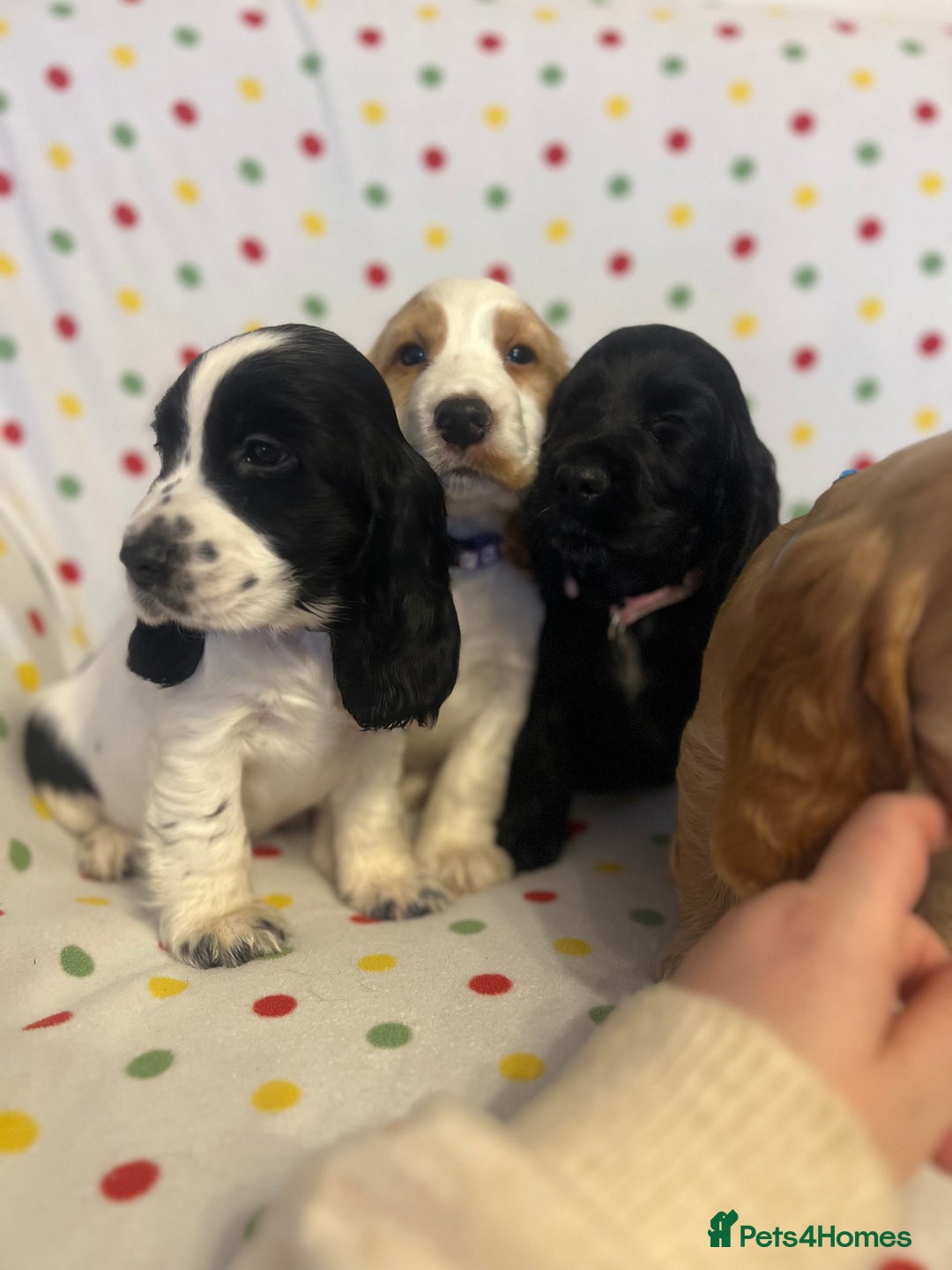Cocker Spaniel dogs for sale: Show cocker spaniels  - Advert 9