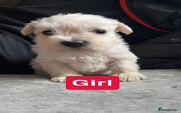 Miniature Schnauzer dogs for sale: Miniature Schnauzer Puppies - Image 2