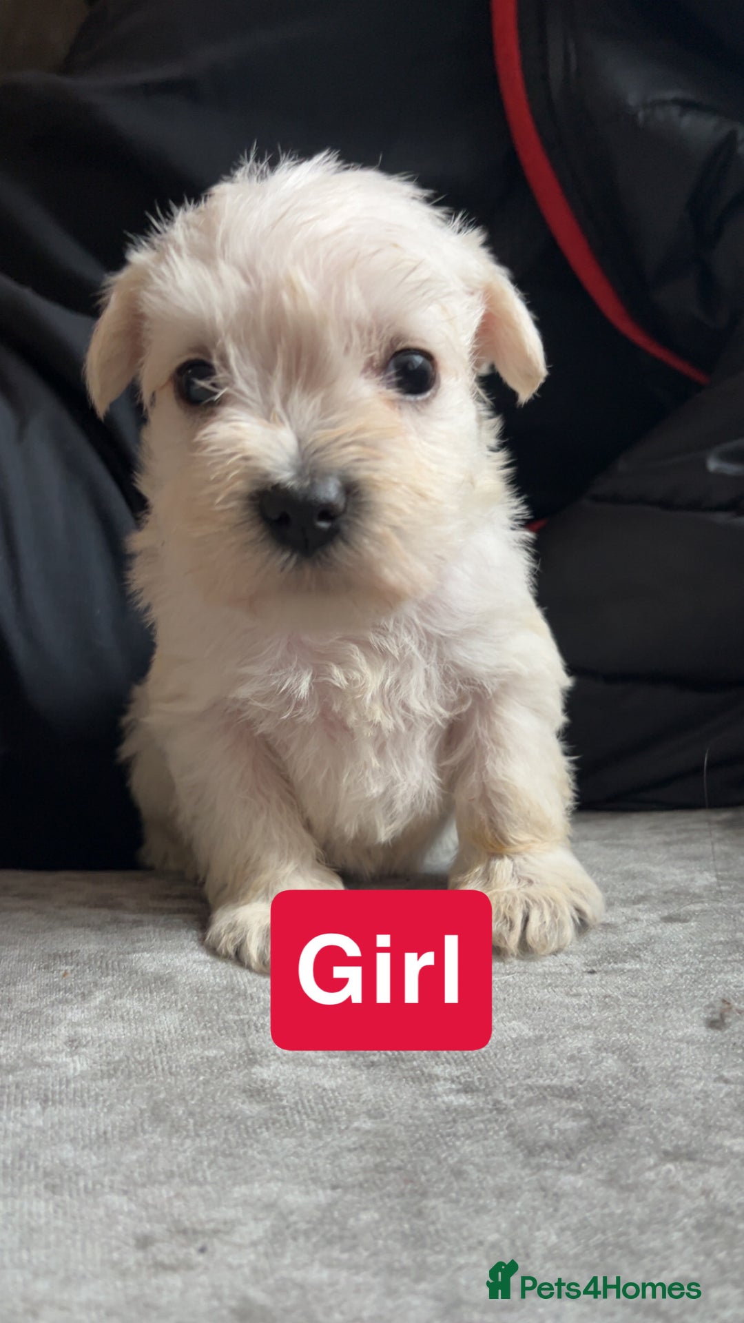 Miniature Schnauzer dogs for sale: Miniature Schnauzer Puppies - Image 2