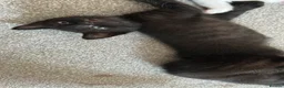 Mixed Breed cats for sale: Kittens for sale 4 males 2 females ready now  - Advert 2