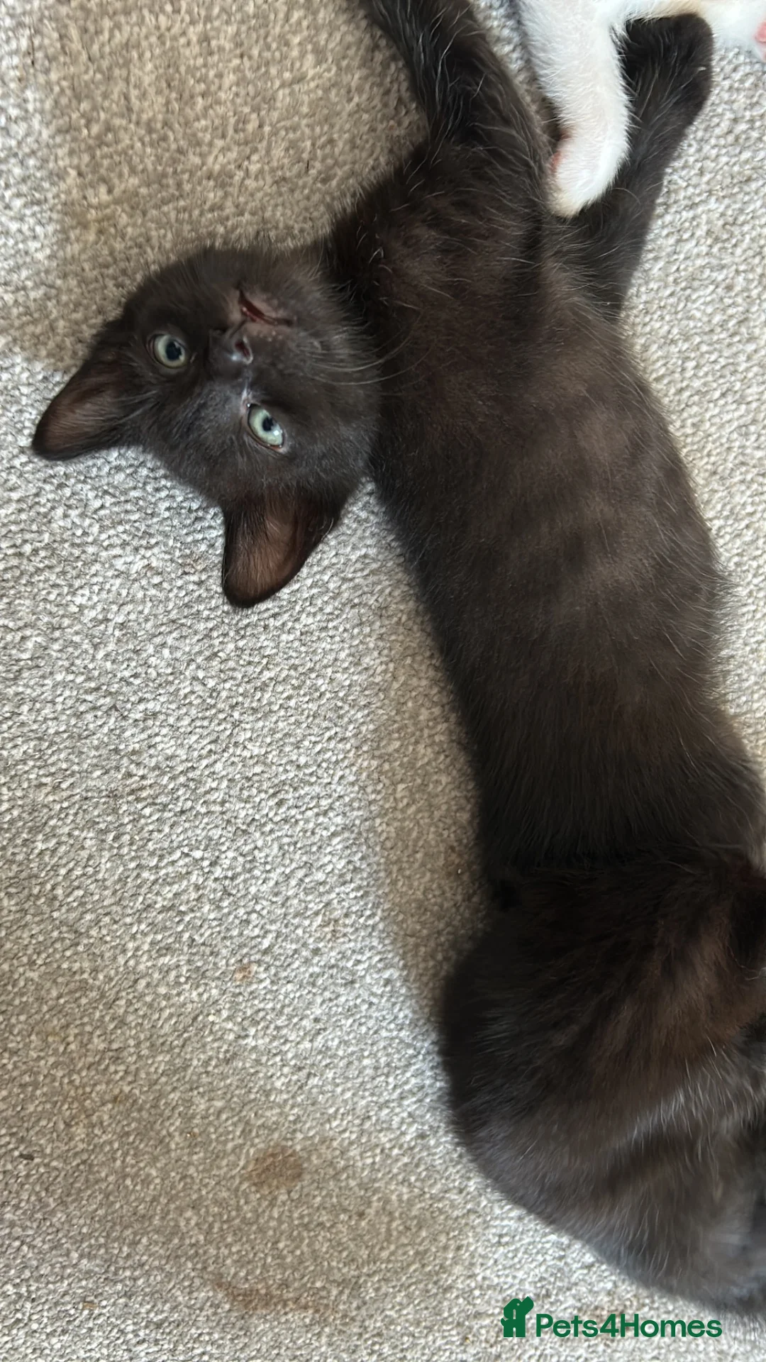 Mixed Breed cats for sale: Kittens for sale 4 males 2 females ready now  - Advert 2