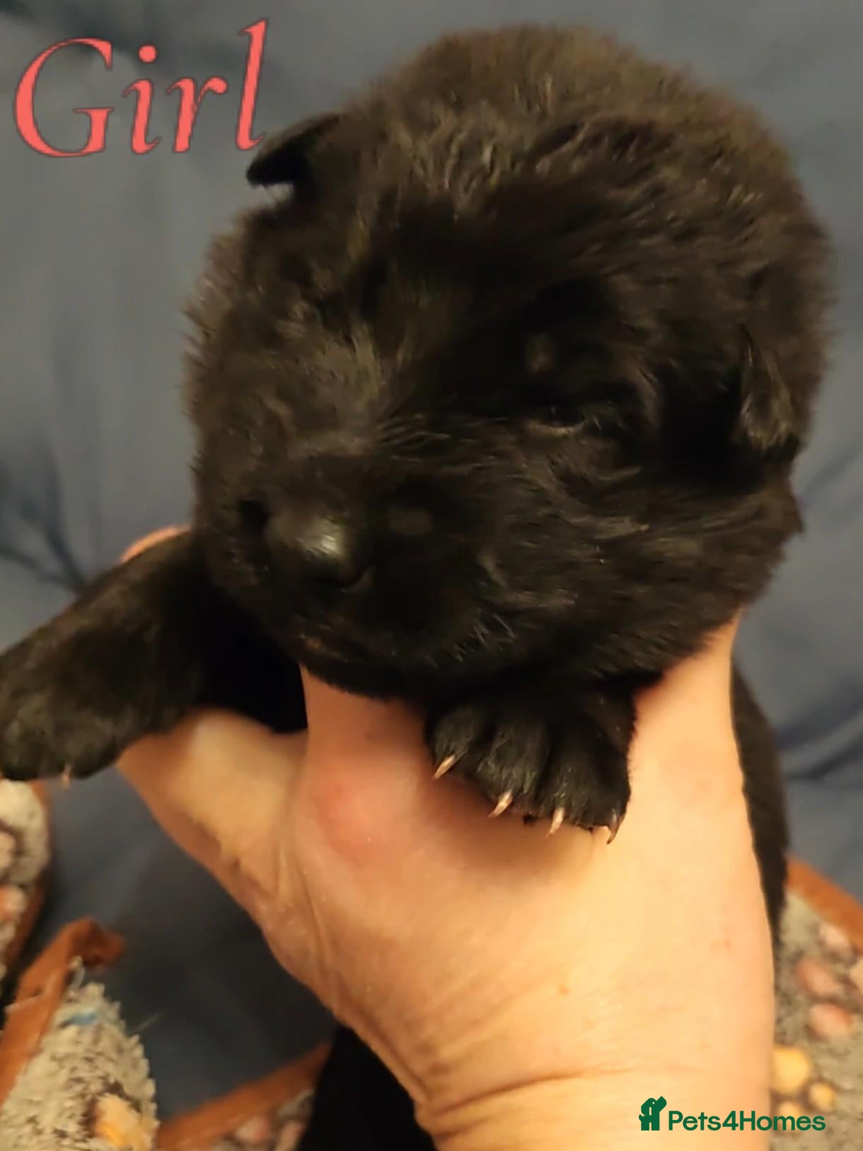 German Shepherd dogs for sale: Beautiful top quality long haired German shepherds - Advert 2