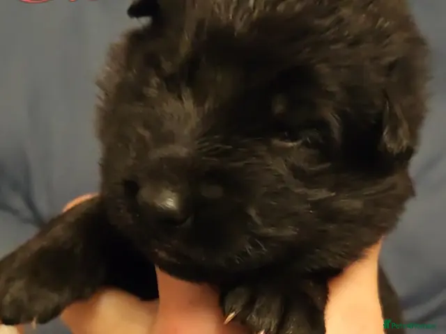 German Shepherd dogs for sale: Beautiful top quality long haired German shepherds - Advert 2