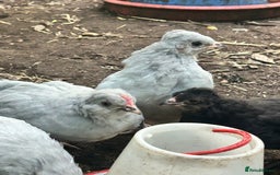 Chickens poultry for sale: Unsexed Araucana Chicks - Image 4