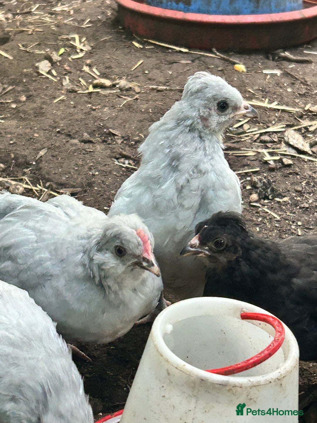 Chickens poultry for sale: Unsexed Araucana Chicks - Image 4