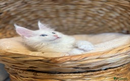 Maine Coon cats for sale: Russian TICA Maine Coon Boys! Amazing eyes! - Image 3