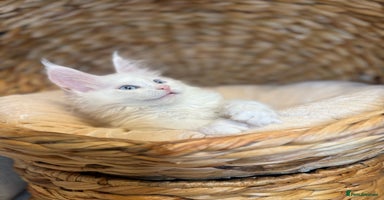 Maine Coon cats - Advert 7
