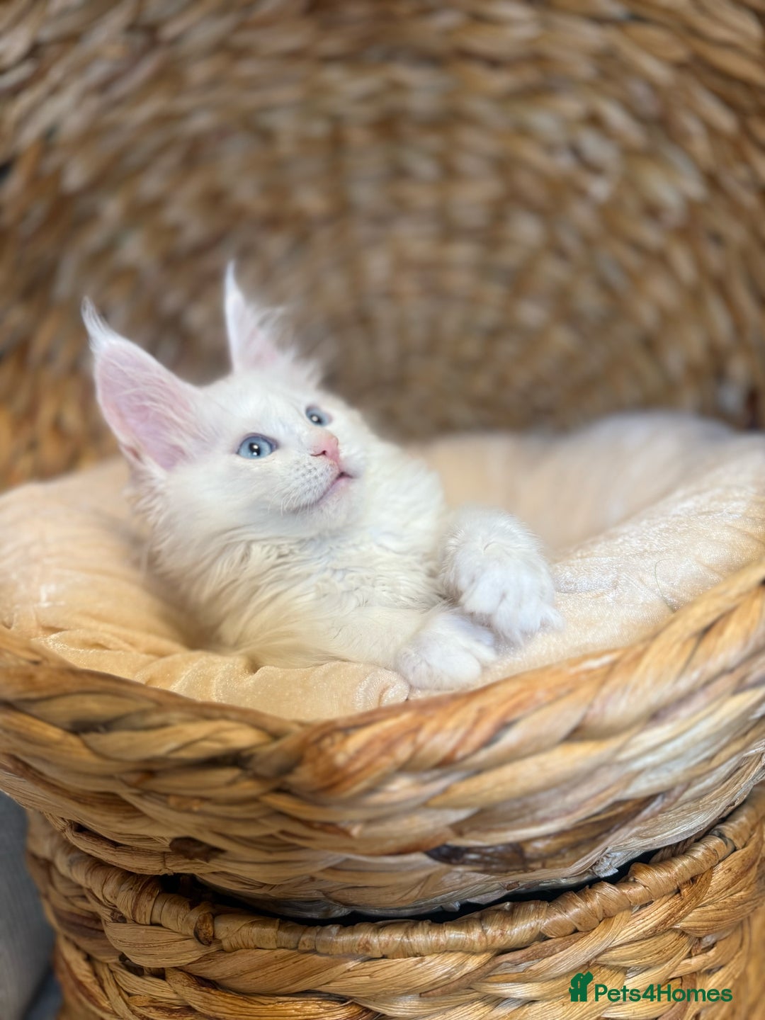 Maine Coon cats for sale: Russian TICA Maine Coon Boys! Amazing eyes! - Image 3