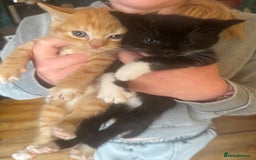 Mixed Breed cats for sale: Stunning litter of 4 - Image 9