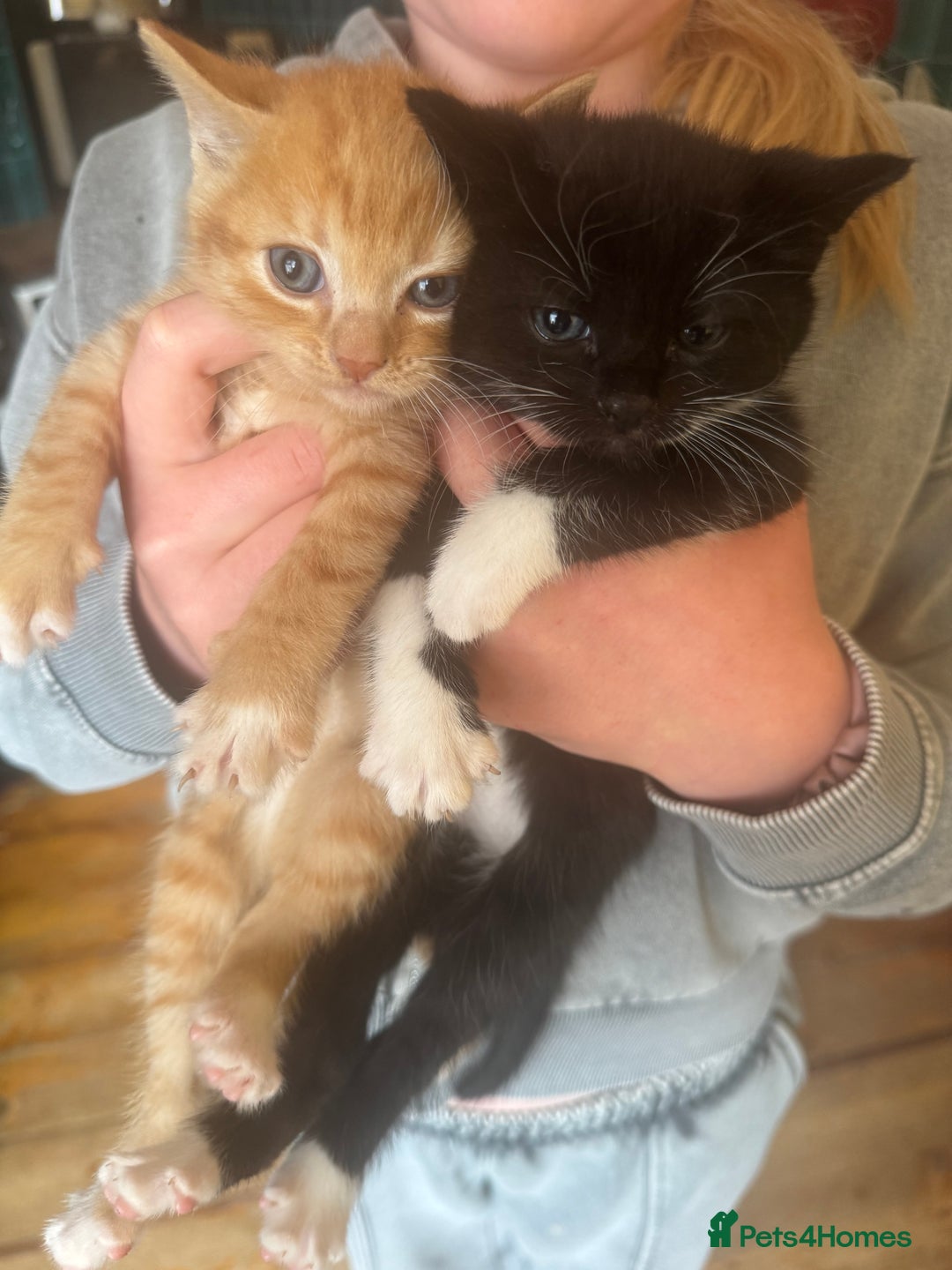 Mixed Breed cats for sale: Stunning litter of 4 - Image 9