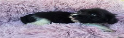 Mixed Breed dogs for sale: Jack-shih puppies - Advert 11