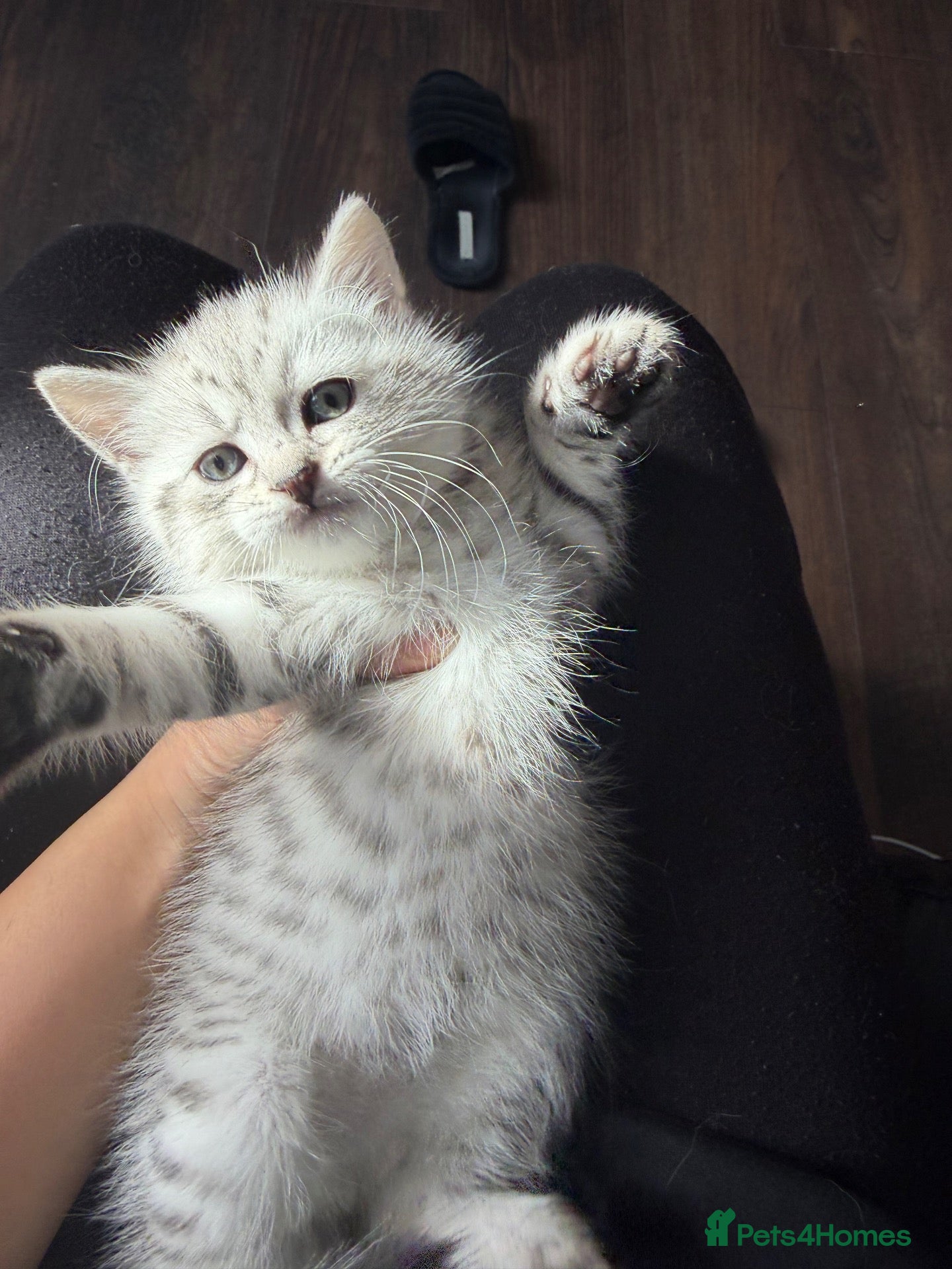 Mixed Breed cats READY TO LEAVE: BSH × Siberian Kittens🤍 - Advert 12