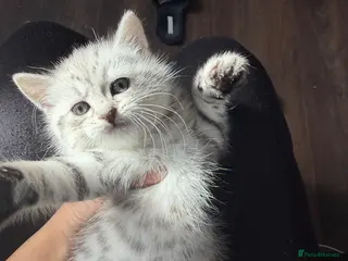 Mixed Breed cats READY TO LEAVE: BSH × Siberian Kittens🤍 - Advert 12