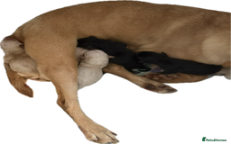 Labrador Retriever dogs for sale: KC registered Labrador puppies - Image 9