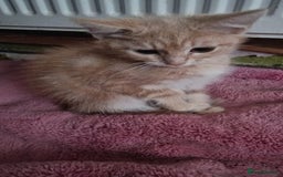Mixed Breed cats for sale: kittens for sale - Image 8