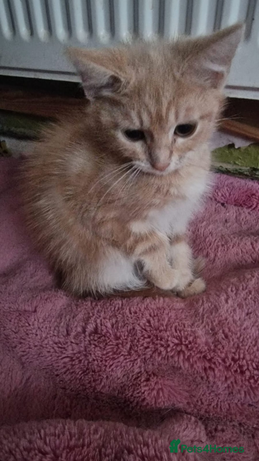 Mixed Breed cats for sale: kittens for sale - Image 8