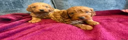 Cockapoo dogs for sale: Beautiful F1 cockapoo’s  in Brigg - Advert 6