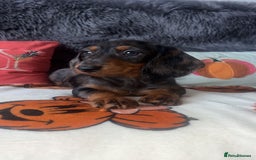 Doxiepoo dogs for sale: House trained READY NOW FOR THERE FOREVER HOMES ❤️ - Image 17