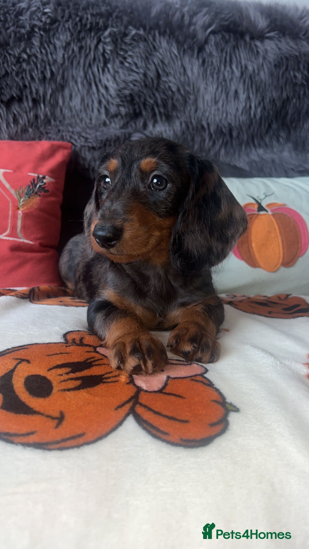 Doxiepoo dogs for sale: House trained READY NOW FOR THERE FOREVER HOMES ❤️ - Image 17