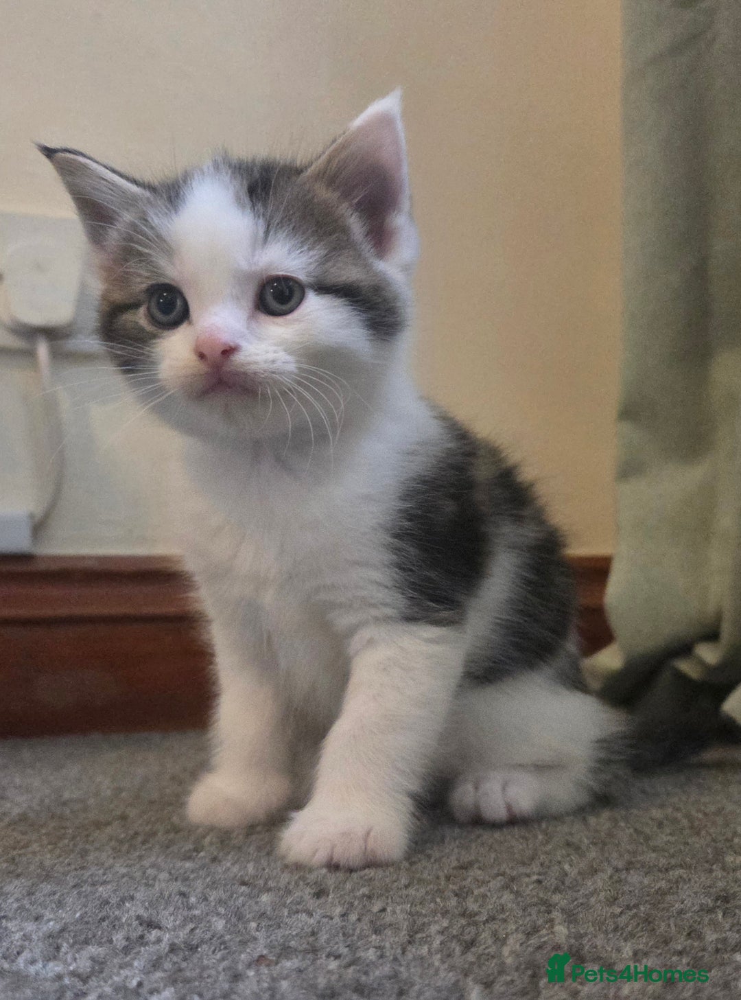 Mixed Breed cats for sale: 5 stunning babies ready in just over 2 weeks  - Image 9