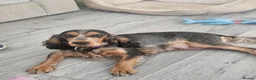 Cocker Spaniel dogs for sale: Show type Cocker Spaniels - Advert 8