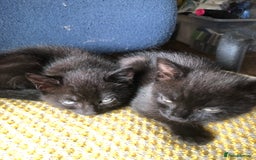 Mixed Breed cats for sale: Gorgeos - Image 1