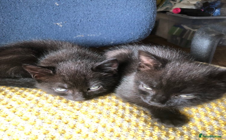 Mixed Breed cats - Advert 4
