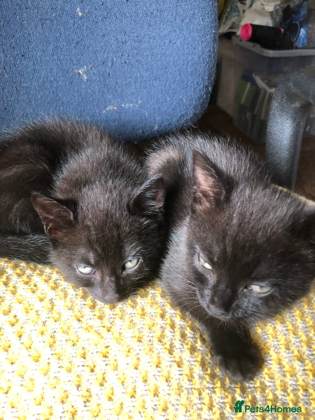 Mixed Breed cats for sale: Gorgeos - Image 1