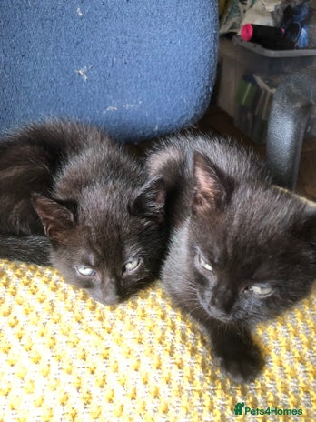 Mixed Breed cats - Advert 18