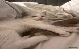 Ragdoll cats for sale: Ragdoll male kitten - Image 4