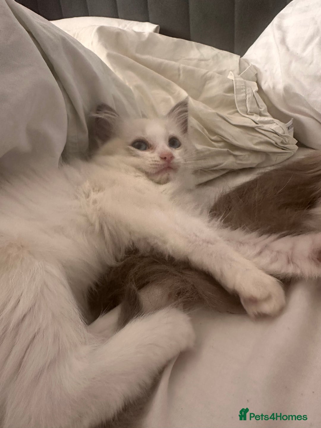 Ragdoll cats for sale: Ragdoll male kitten - Image 4