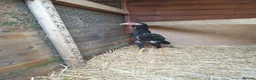 Chickens poultry for sale: Japanese shamo x Brazilian shamo in Barnsley - Advert 3