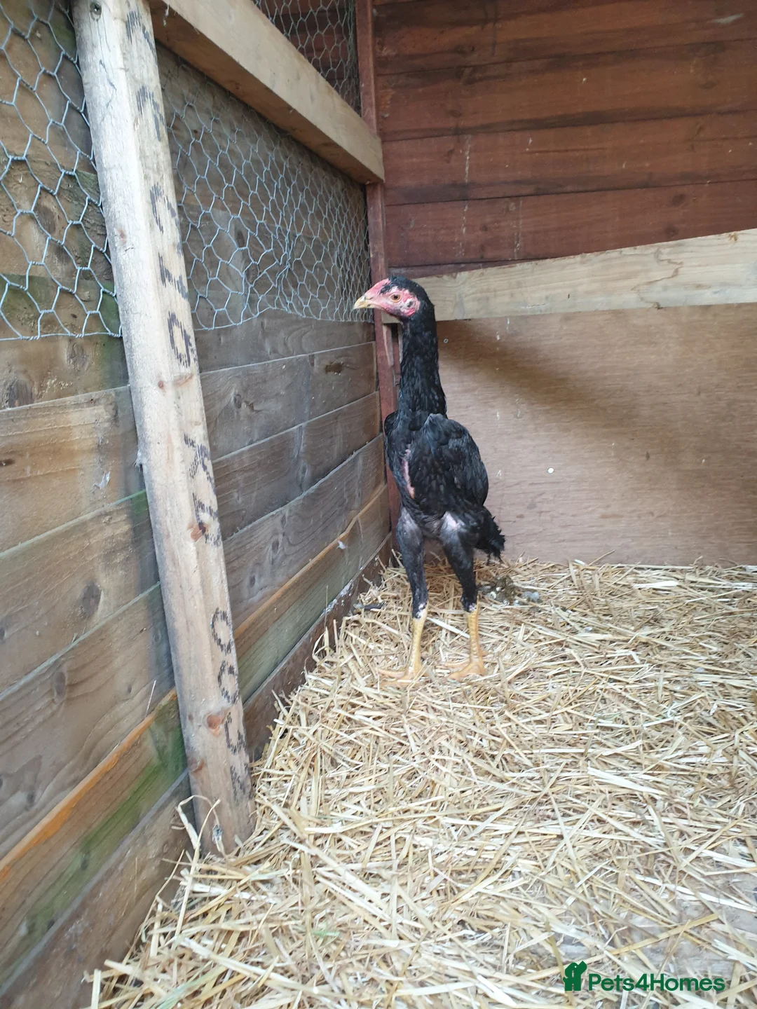 Chickens poultry for sale: Japanese shamo x Brazilian shamo in Barnsley - Advert 3