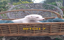 Jack Russell dogs for sale: Tremendous JRT puppies  - Image 36
