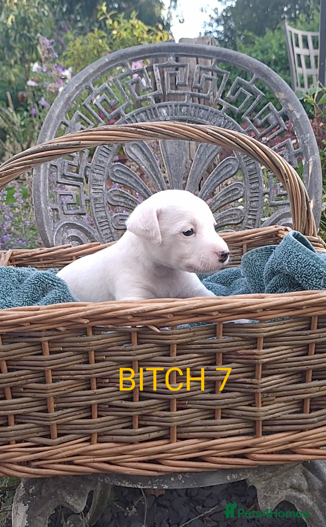 Jack Russell dogs for sale: Tremendous JRT puppies  - Image 36