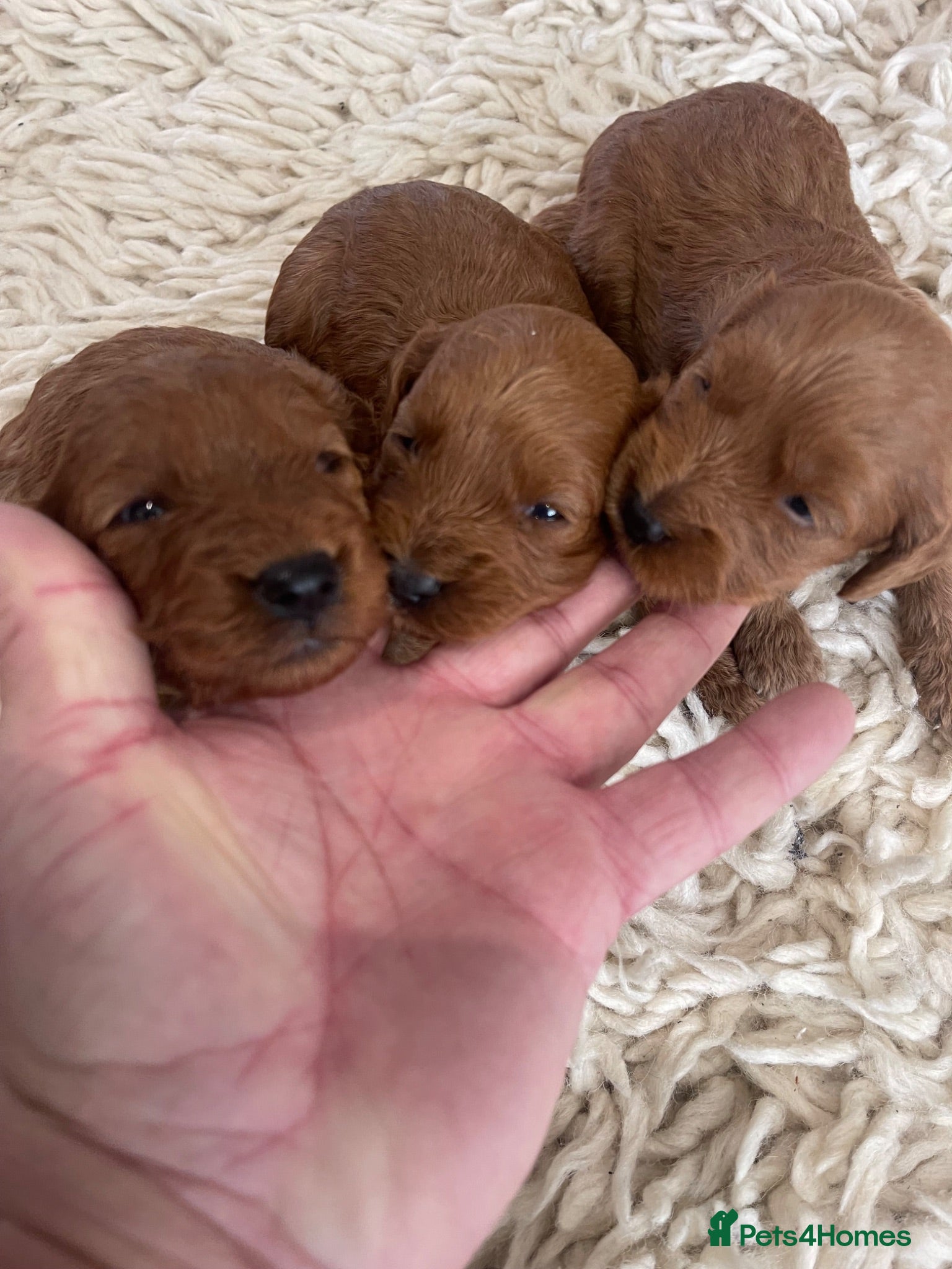 Cockapoo dogs for sale: Cockapoo puppies reds boy an girls  - Advert 1